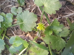 Ranunculus
