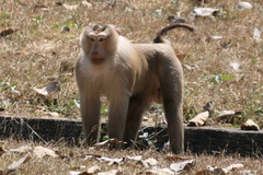 Macaca leonina