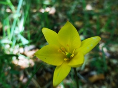 Tulipa sylvestris australis