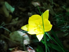 Tulipa sylvestris australis