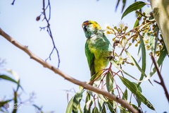 Parvipsitta porphyrocephala