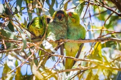 Parvipsitta porphyrocephala