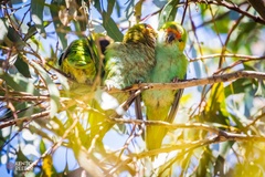 Parvipsitta porphyrocephala