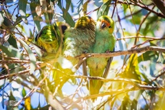 Parvipsitta porphyrocephala