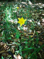 Tulipa sylvestris australis