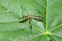 Epiphragma ocellare