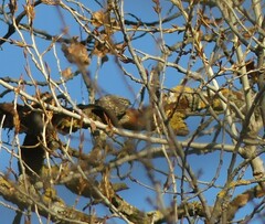 Certhia brachydactyla
