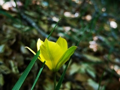 Tulipa sylvestris australis