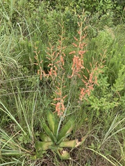 Aloe simii