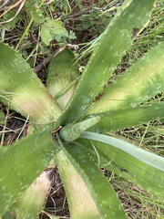 Aloe simii