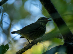 Philepitta castanea