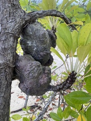 Myrmecodia tuberosa