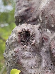 Myrmecodia tuberosa