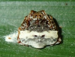 Arkys speechleyi