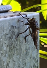 Blepharotes splendidissimus