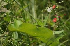 Eurema elathea