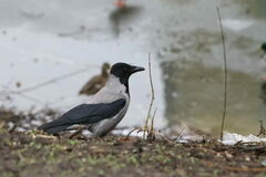 Corvus cornix