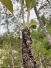 Myrmecodia tuberosa