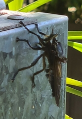 Blepharotes splendidissimus