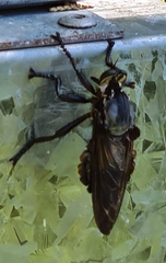 Blepharotes splendidissimus