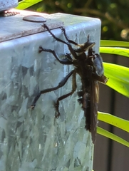 Blepharotes splendidissimus