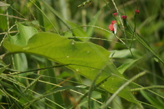 Eurema elathea