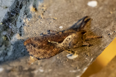 Elhamma australasiae