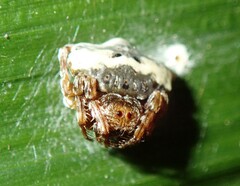 Arkys speechleyi