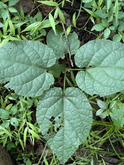 Pyrenacantha grandiflora