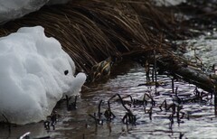 Lymnocryptes minimus