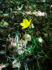 Tulipa sylvestris australis