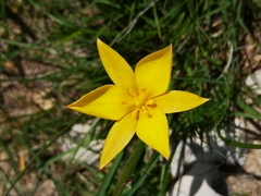 Tulipa sylvestris australis