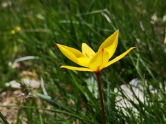 Tulipa sylvestris australis