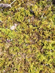 Callicladium imponens