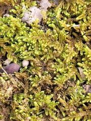 Callicladium imponens