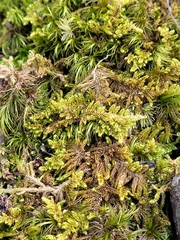 Callicladium imponens