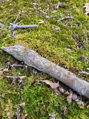 Callicladium imponens