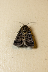 Proteuxoa sanguinipuncta