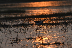 Himantopus himantopus