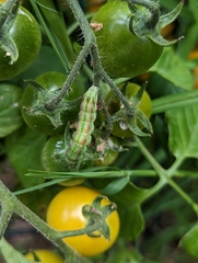 Helicoverpa armigera conferta