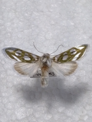 Cucullia argentea
