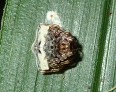 Arkys speechleyi