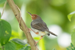 Orthotomus ruficeps