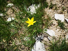 Tulipa sylvestris australis