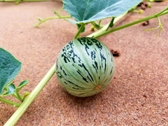 Cucurbita foetidissima