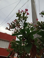 Nicotiana tabacum