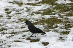 Corvus monedula