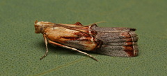 Sciota basilaris
