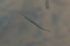 Dermogenys collettei