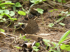 Melanitis leda
